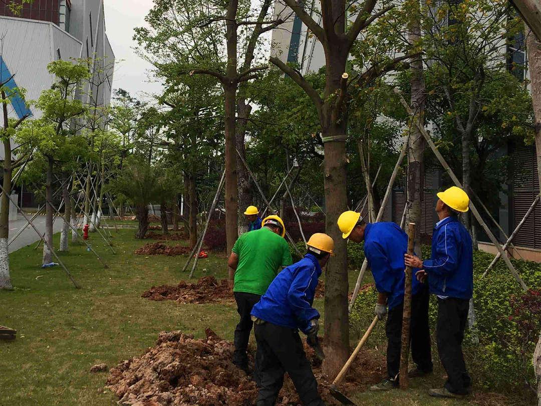 园林菲律宾网赌合法平台苗木种植