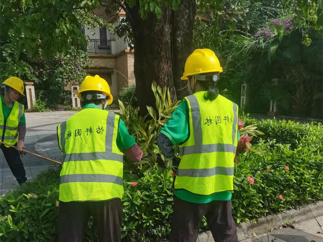 观湖园小区绿化养护日常修剪