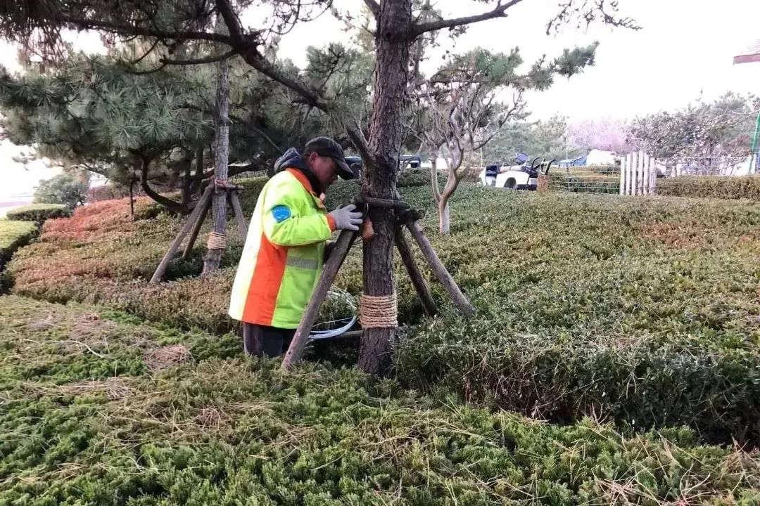 冬季绿化养护