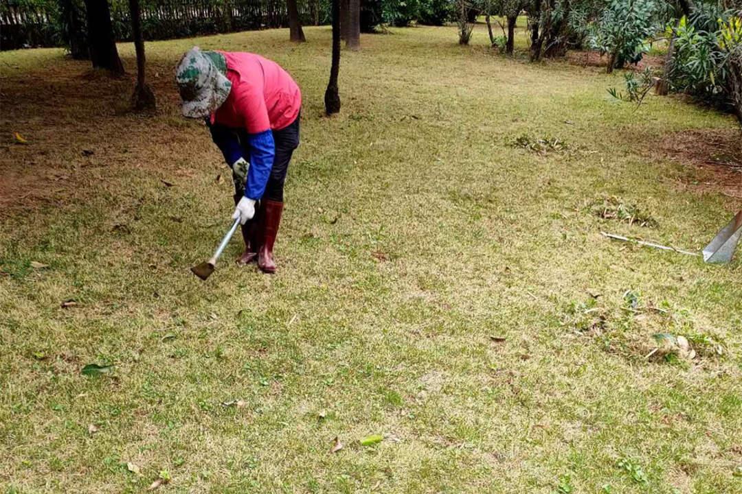 冬季绿化养护除草