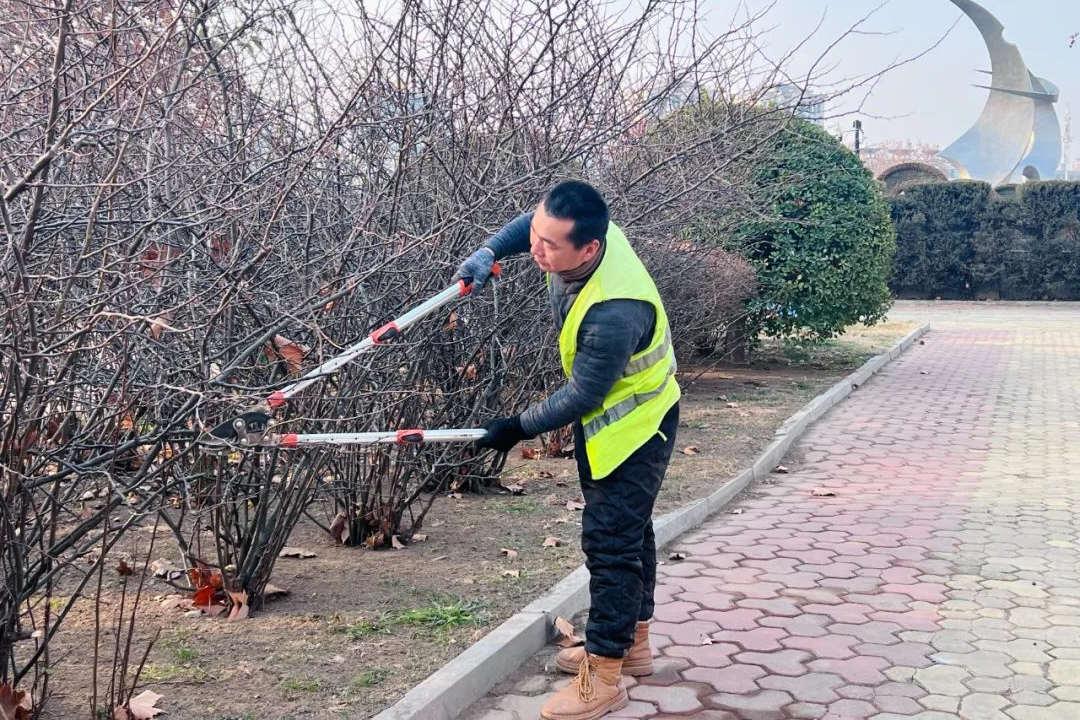 春节前的绿化养护修剪